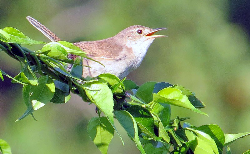 Plants that Attract Songbirds