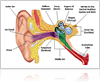 Did You Know: Top Cochlear Facts